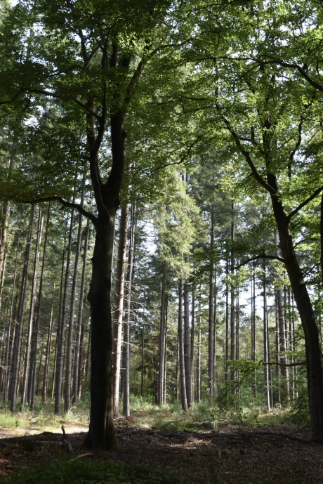 Bossen bij Austerlitz