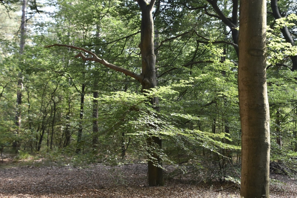 Bossen bij Austerlitz - Planten - 