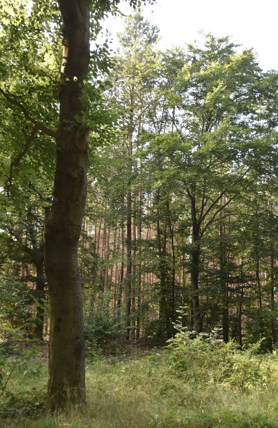 Bossen bij Austerlitz - Planten - 