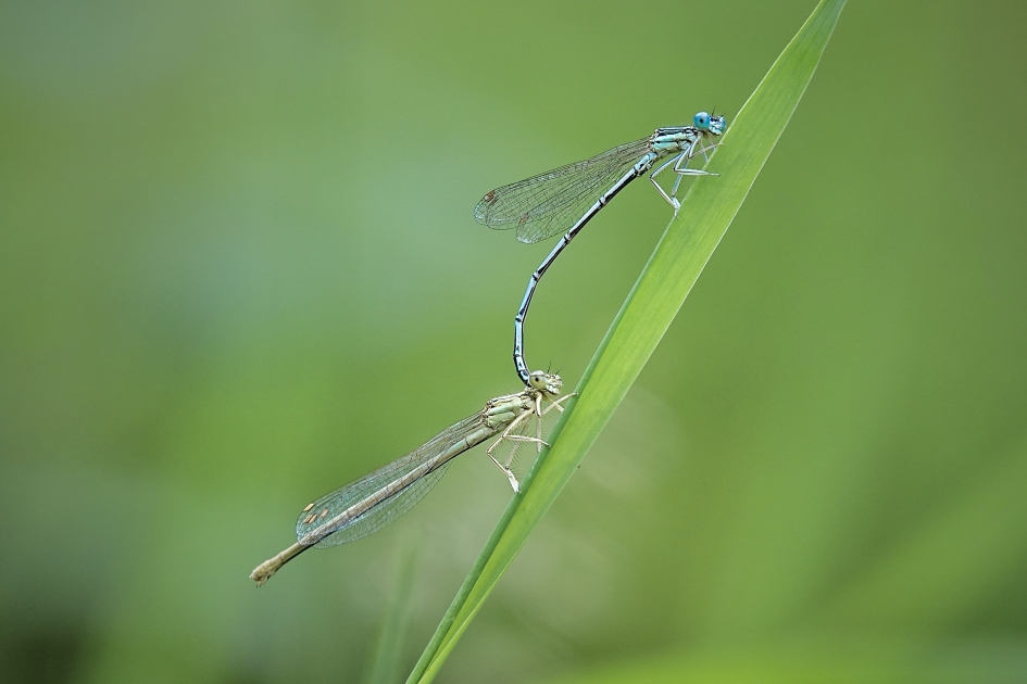 Brede schenen - Geleedpotigen - Blauwe breedscheenjuffer