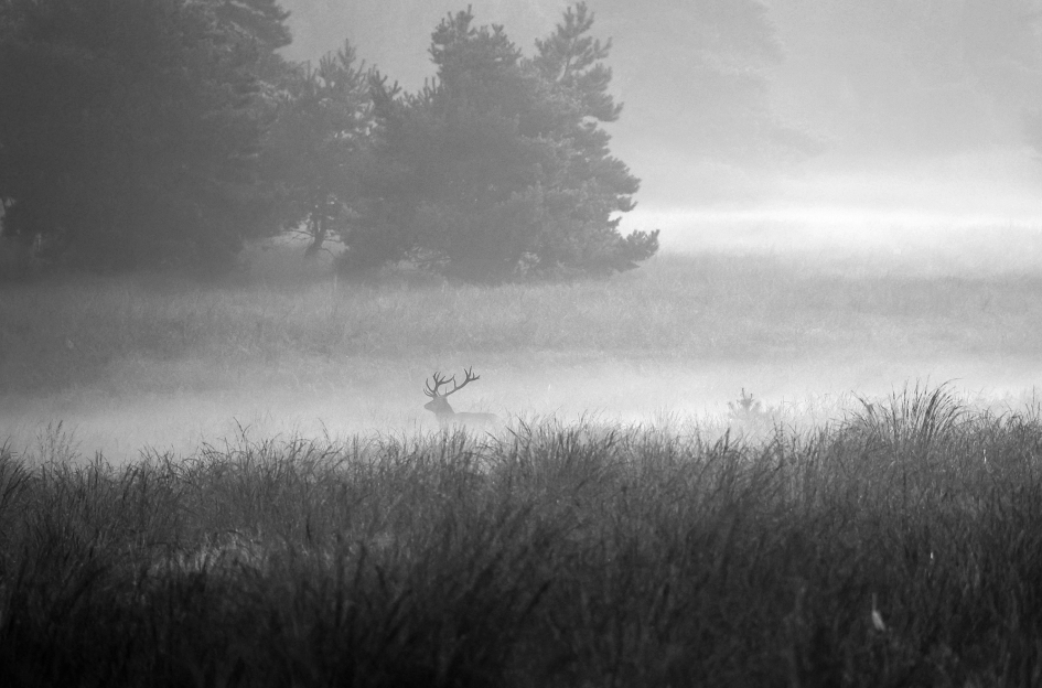 Bronst in de ochtendmist - Zoogdieren - Edelhert