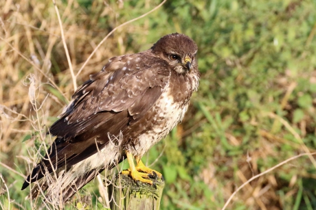 Buizerd