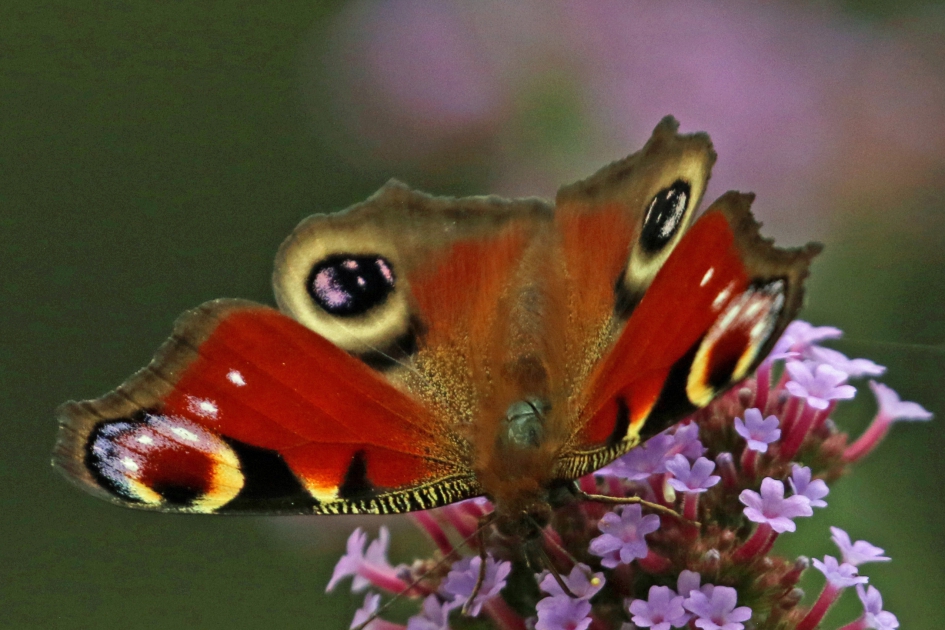 Dagpauwoog - Geleedpotigen - 