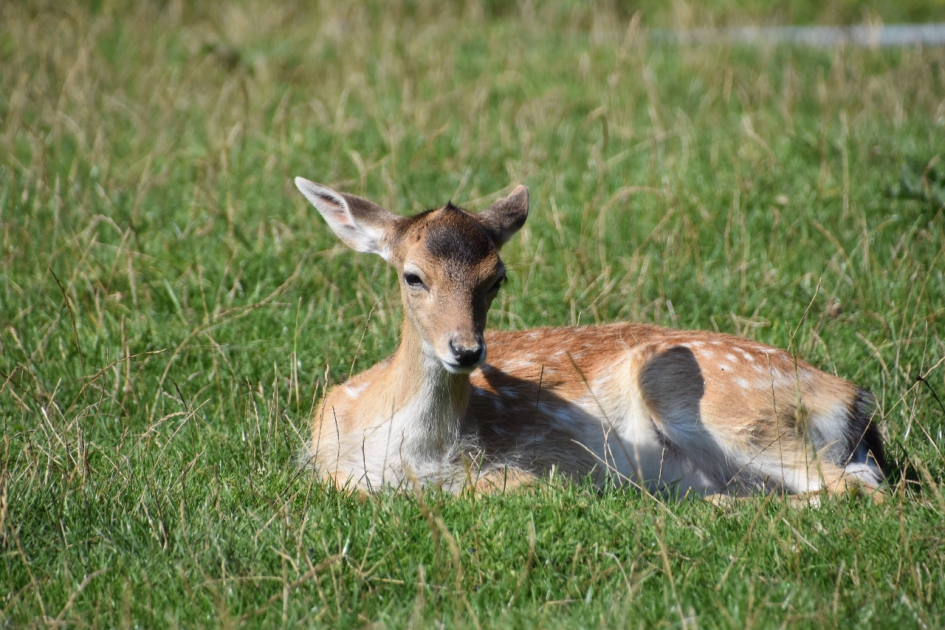Damhertje - Zoogdieren - 