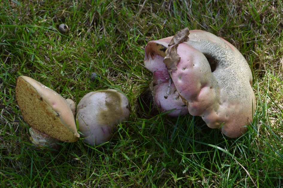 De eerste paddenstoelen… - Schimmels - 
