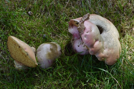 De eerste paddenstoelen…