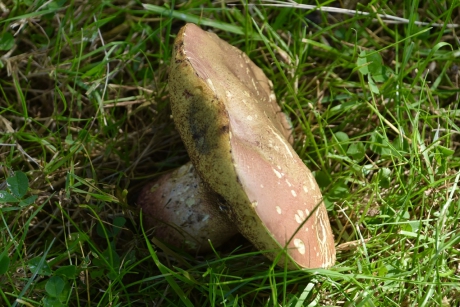 De eerste paddenstoelen
