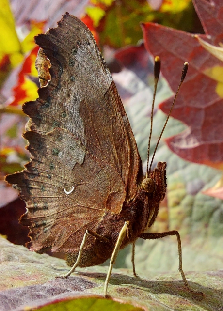 De gehakkelde aurelia
