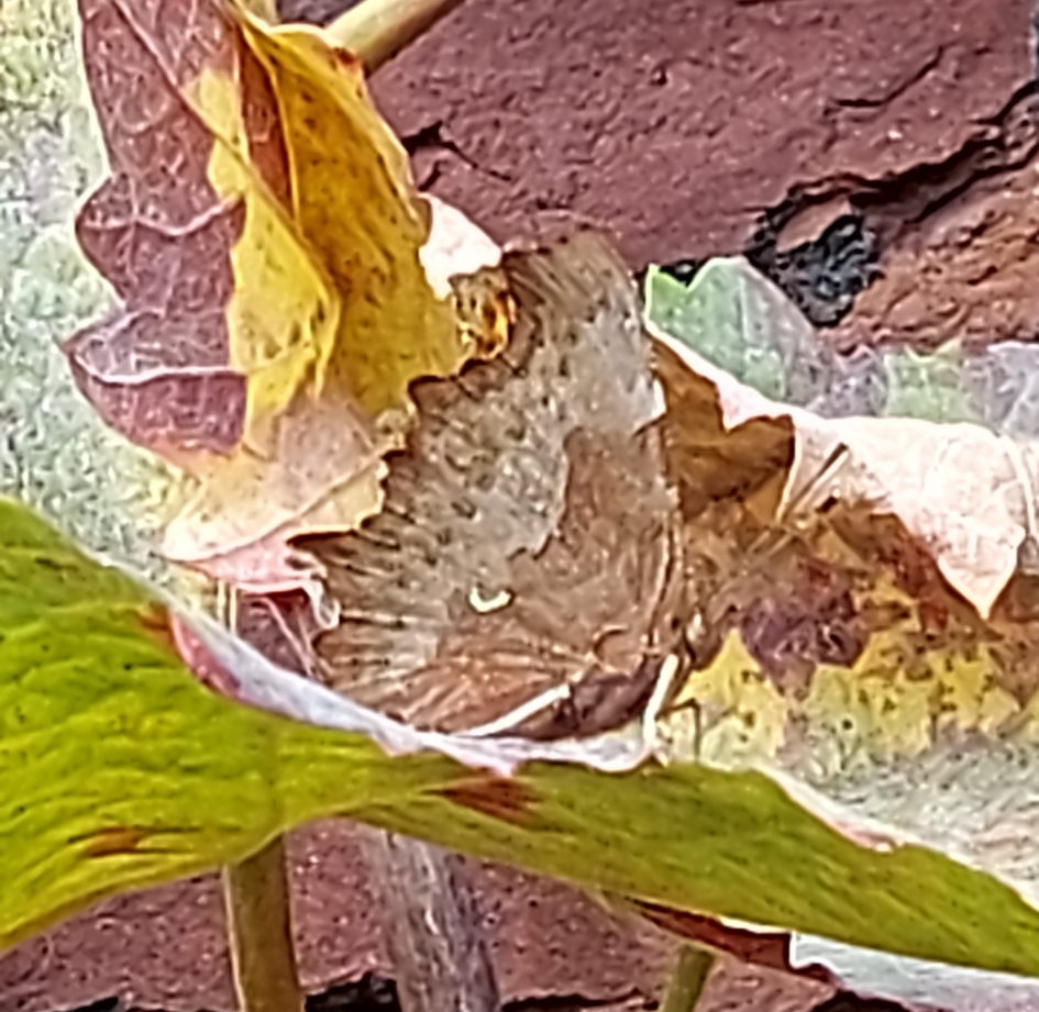 De gehakkelde aurelia camouflage - Geleedpotigen - De gehakkelde aurelia