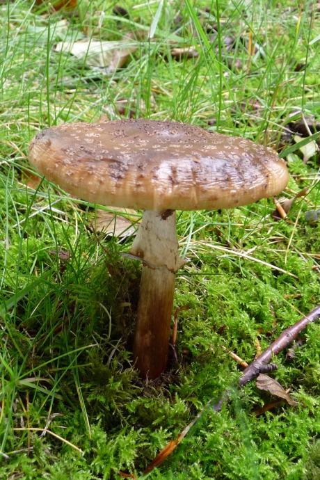 De paddenstoelen tijd komt er weer aan