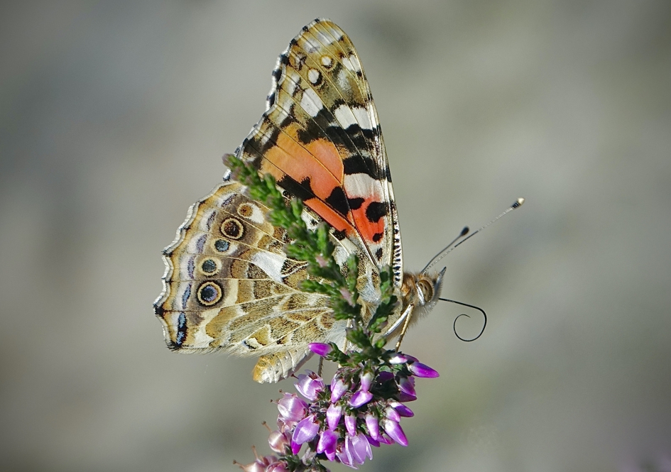 Distelvlinder - Geleedpotigen - Distelvlinder