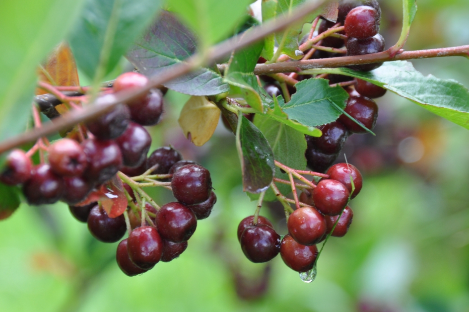 Donkere bessen - Planten - 