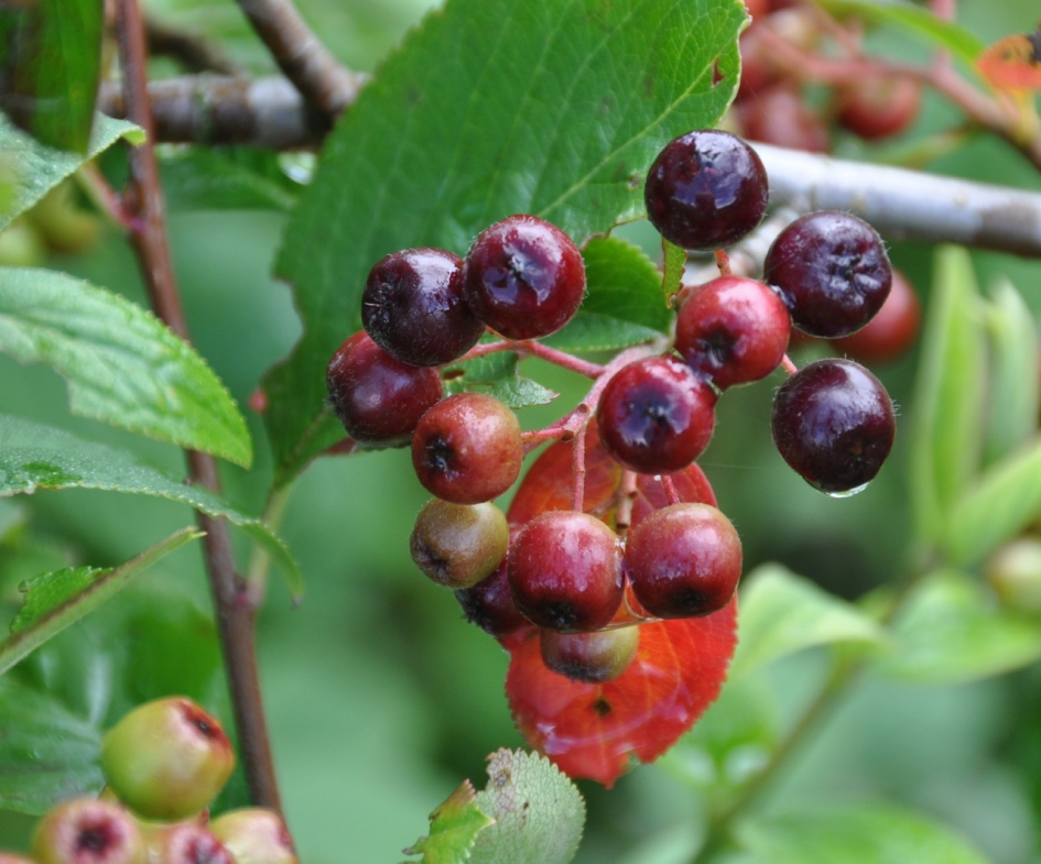 Donkere bessen - Planten - 