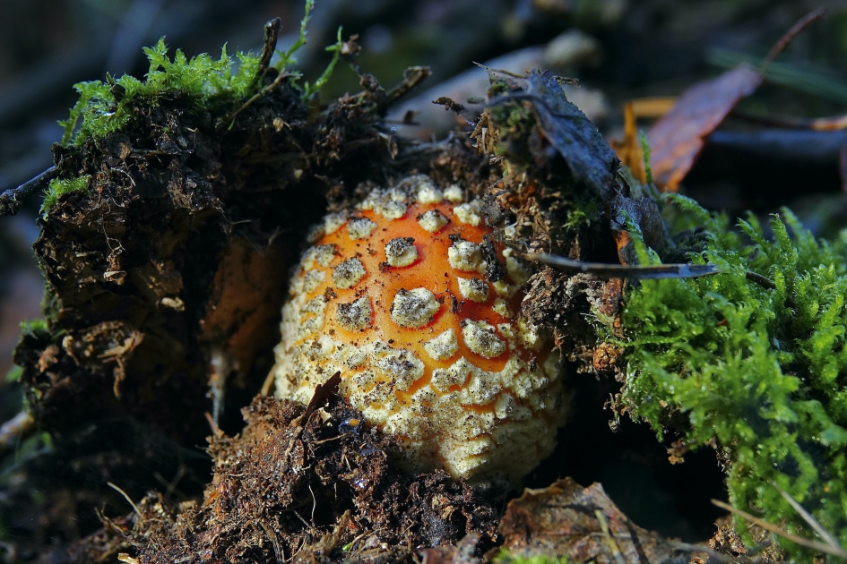 Doorbraak - Schimmels - Vliegenzwam