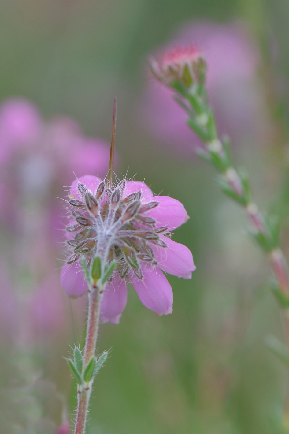 dopheide - Planten - dopheide