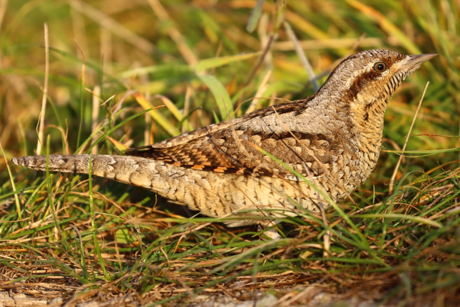 Draaihals - Vogels - Draaihals