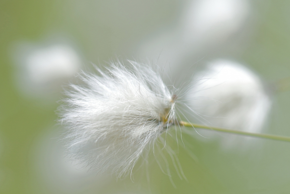 een-arig wollegras - Planten - een-arig wollegras