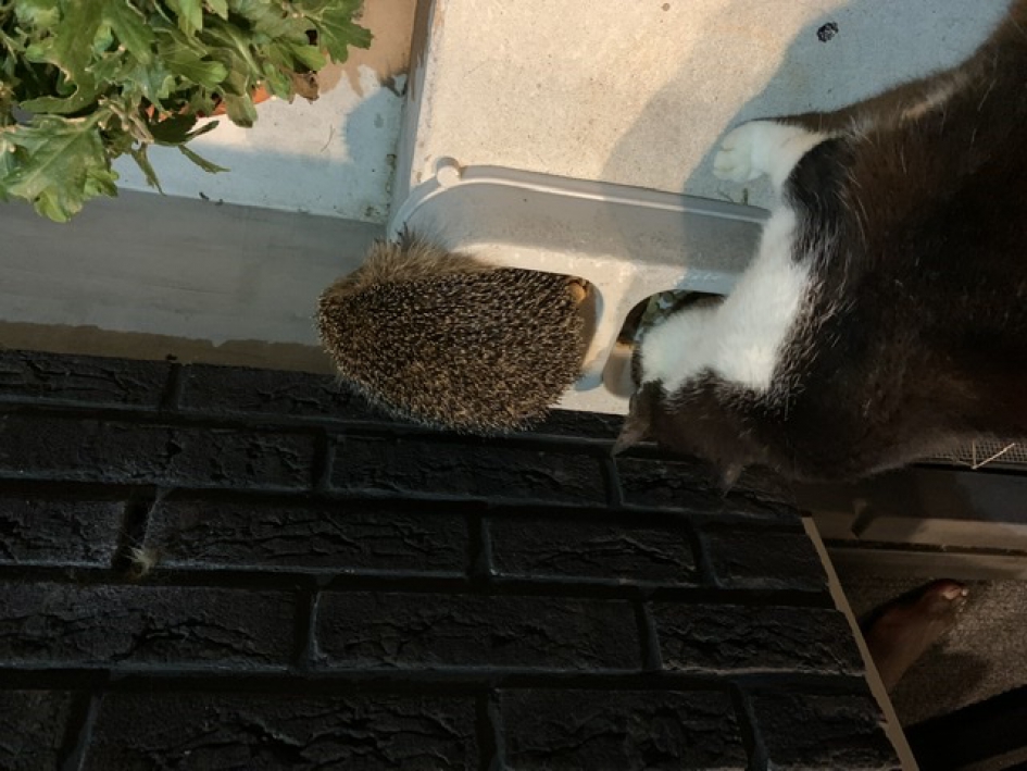 Eten en uitbuiken - Zoogdieren - 