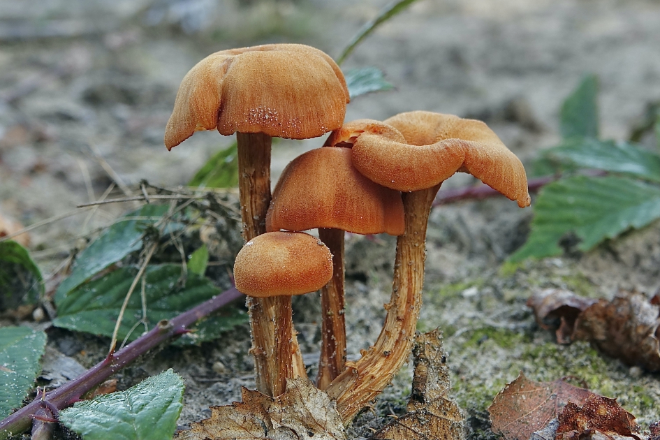 Fopzwam - Schimmels - Schubbige fopzwam