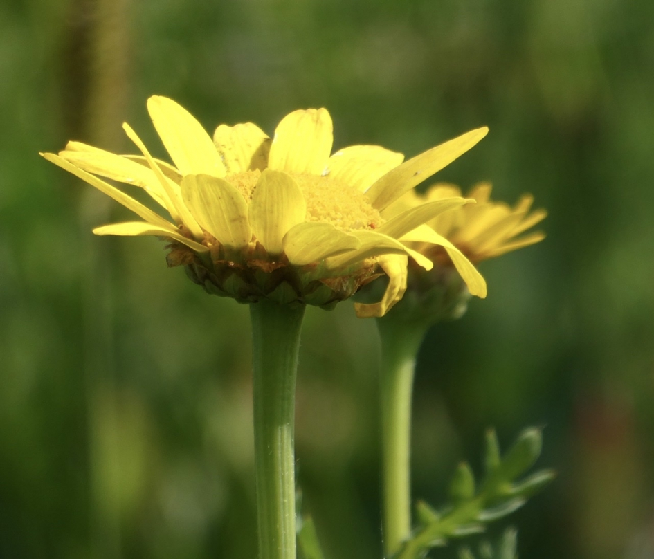 Gele ganzebloem - Planten - 