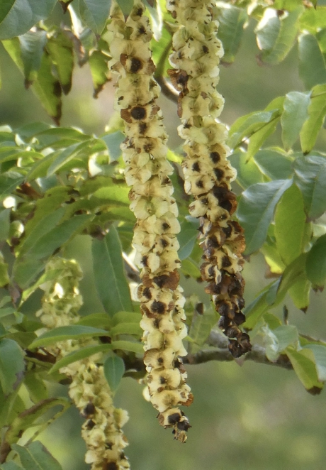 De zaden van de Japanse vleugelnoot…