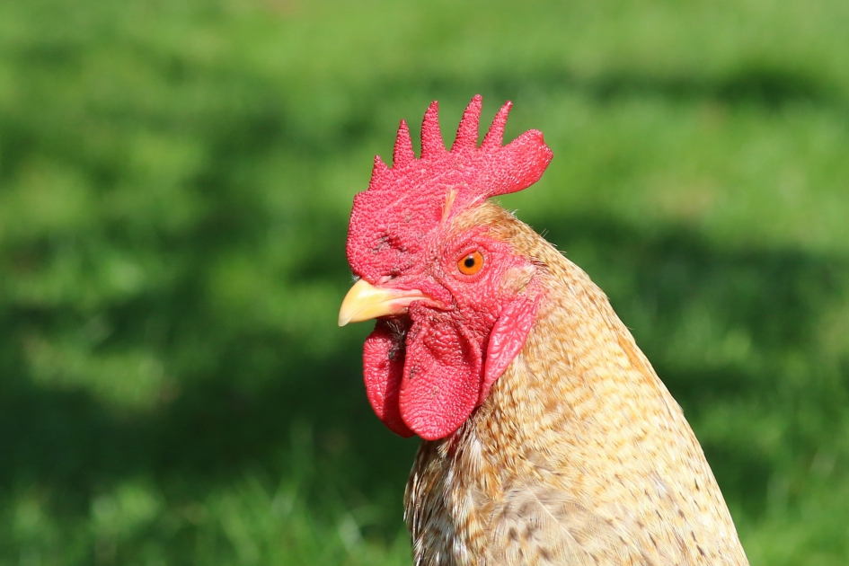 Gevonden.. de VARA haan ! - Vogels - 