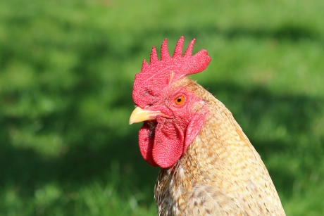 Gevonden.. de VARA haan !