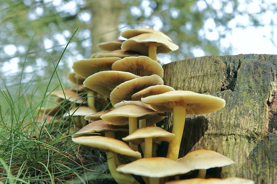 Gewone zwavelkop - Schimmels - Gewone zwavelkop