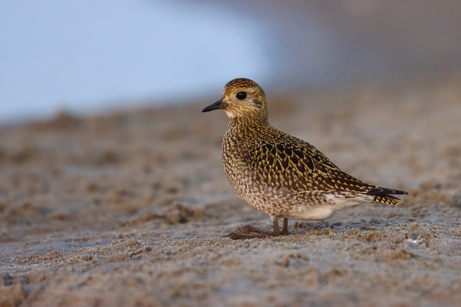 Goudplevier - Vogels - Goudplevier
