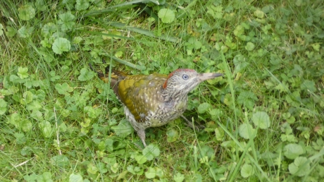 Groene specht