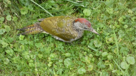 Groene specht