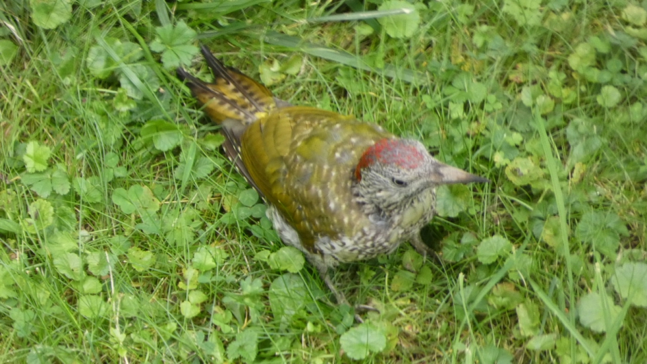 Groene specht - Vogels - Groene specht