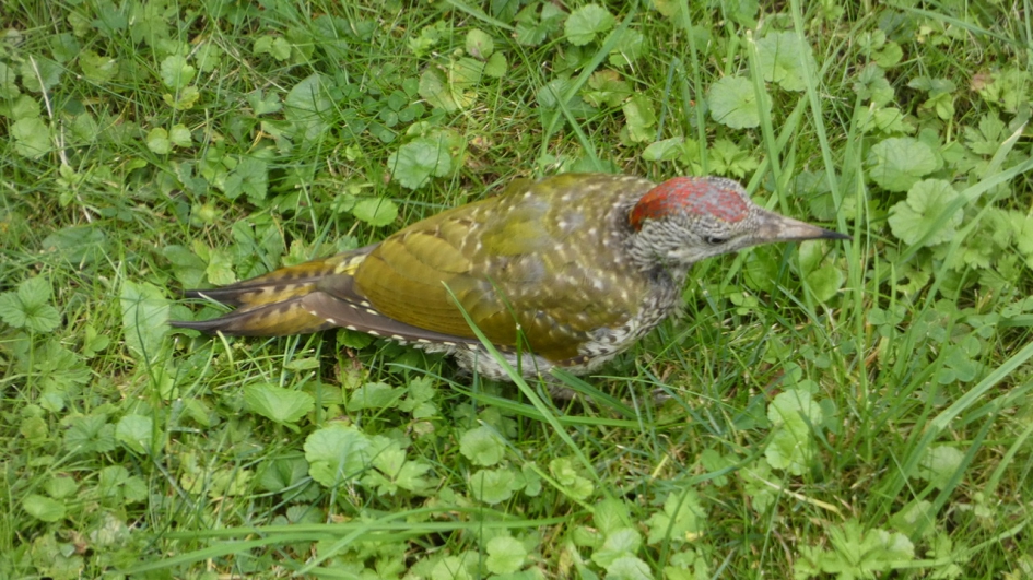 Groene specht - Vogels - Groene specht