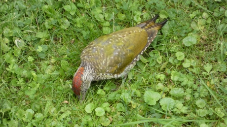 Groene specht