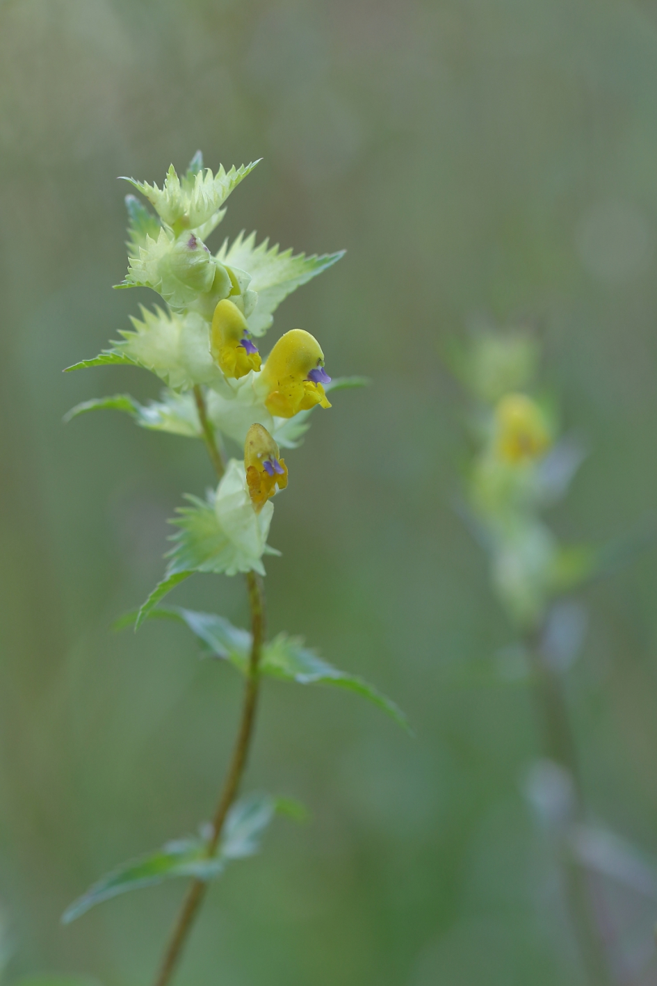 grote ratelaar - Planten - grote ratelaar