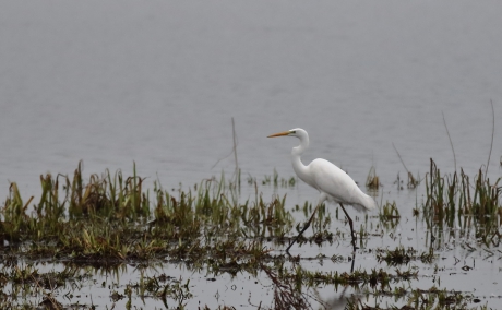 grote zilverreiger