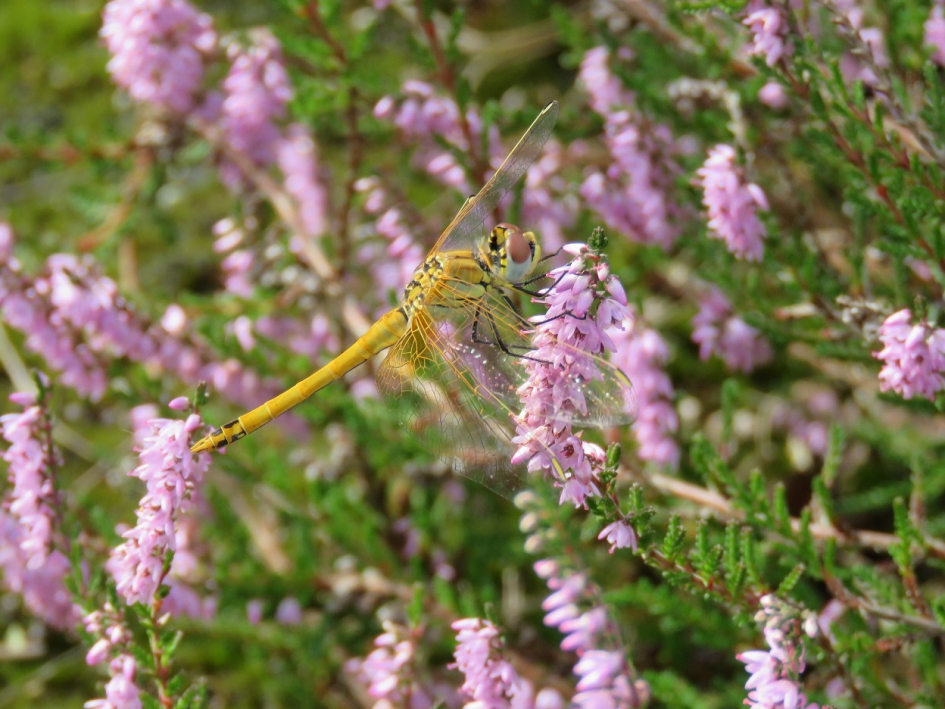 Heidelibel - Geleedpotigen - Heidelibel