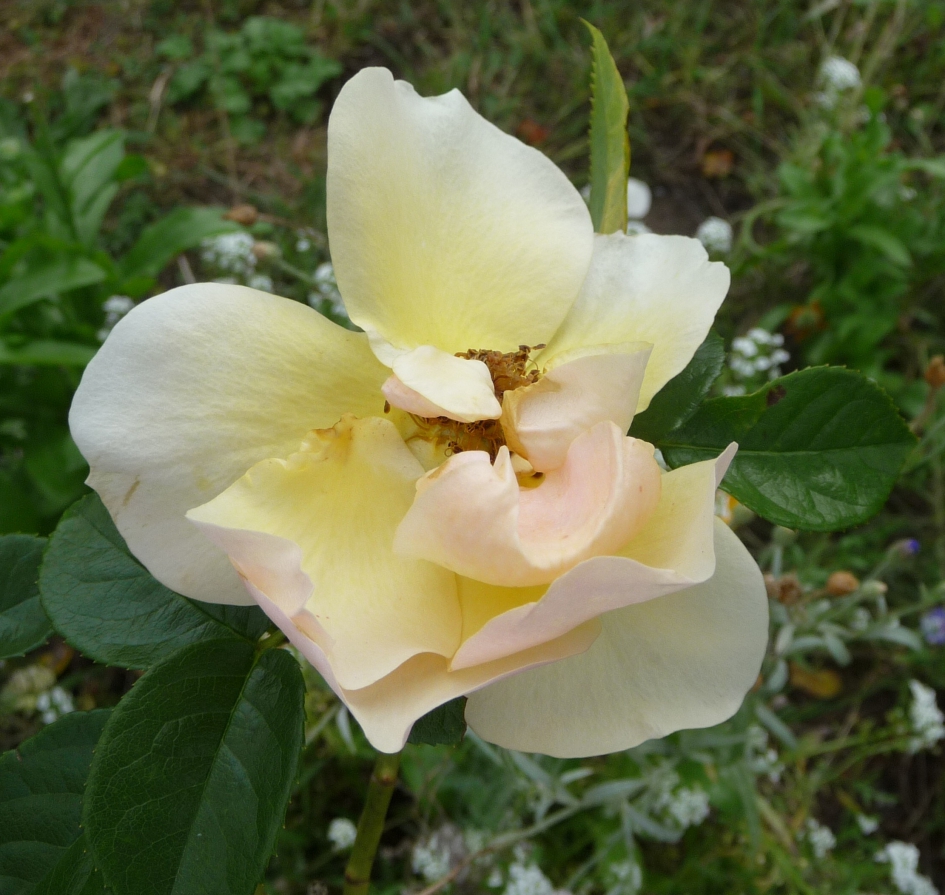 Gele roos - Planten - 