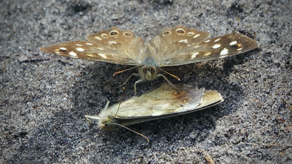 Hofmakend mannetje vangt bot bij het vrouwtje - Geleedpotigen - Bont zandoogje