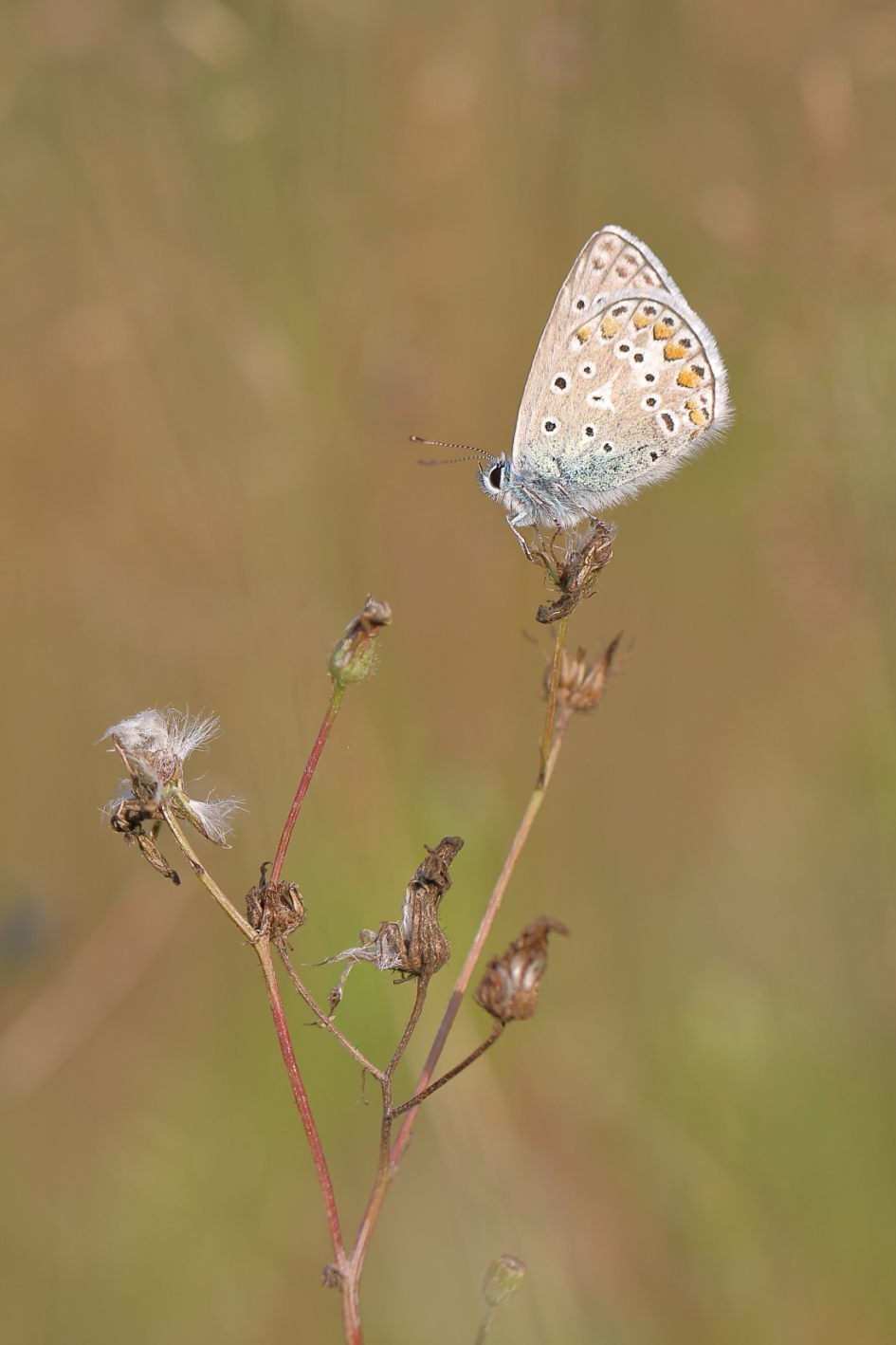 icarusblauwtje - Geleedpotigen - icarusblauwtje