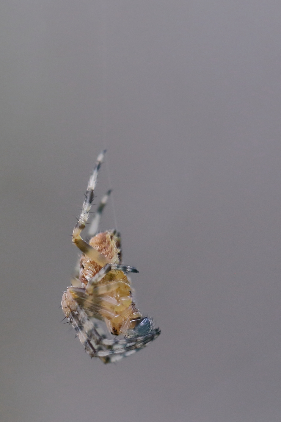 in alle vrijheid - Geleedpotigen - kruisspin