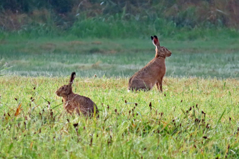 In een groen, groen... knollenland.. - Zoogdieren - Hazen