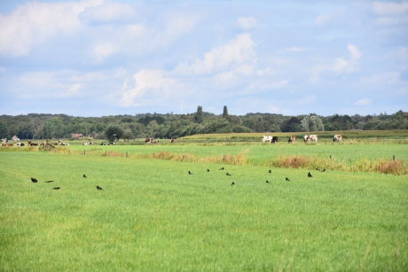 In het weiland veel kraaien