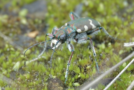 Indrukwekkende kaken