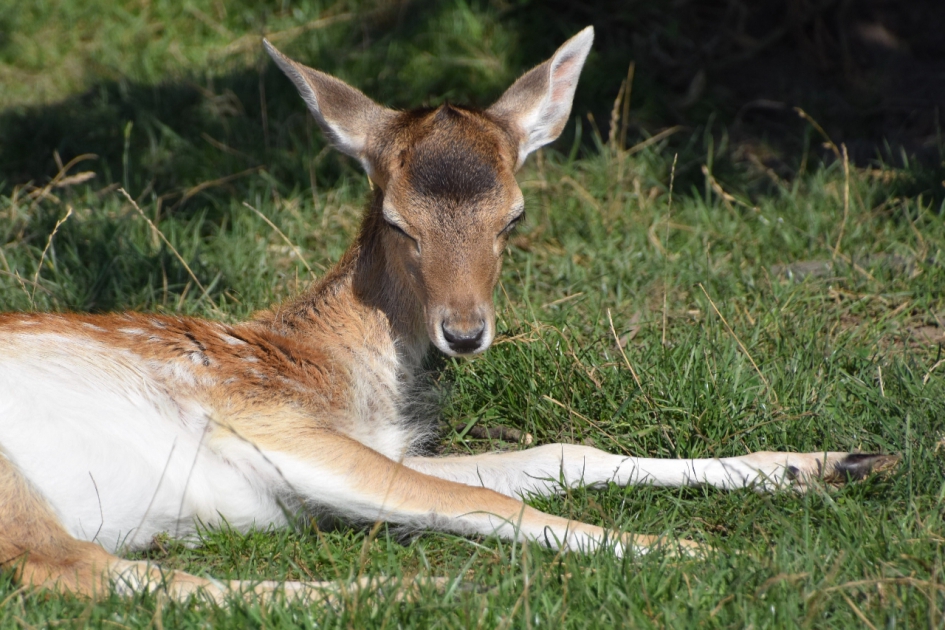 Jong damhertje - Zoogdieren - 