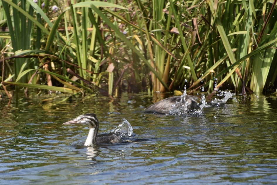 Jonge fuut - Vogels - 