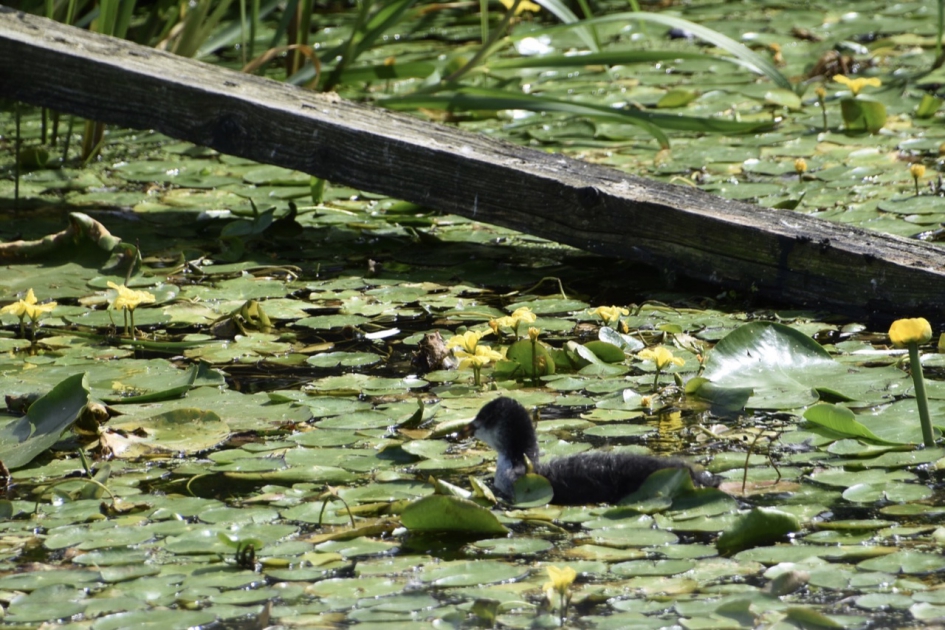 Jonge meerkoet - Vogels - 