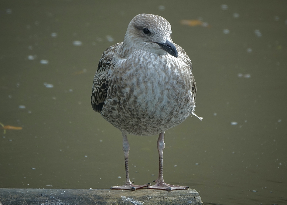 Juveniel - Vogels - Zilvermeeuw