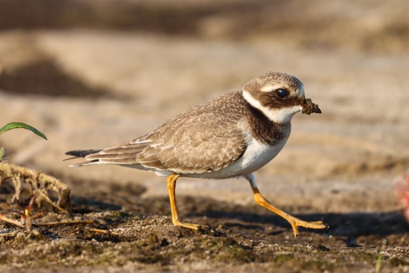 Juveniele bontbekplevier