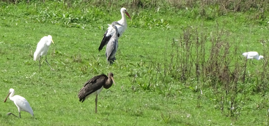 Kabinetsformatie onder de vogels. - Vogels - 